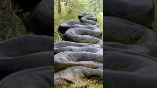 Largest Snake Of All Time 😱 [upl. by Normandy799]