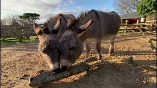 Miniature Mediterranean Donkeys at Paradise Park in Cornwall [upl. by Byrdie]