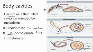 1326 Body Cavities  Acoelomates Pseudocoelomates and [upl. by Aehcim]