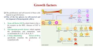 Lecture 6 Part I B cell development activation and differentiation [upl. by Elinnet]