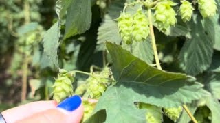 The Hallertau Hops Region Bavaria bavarian beer hops germany [upl. by Ycram]