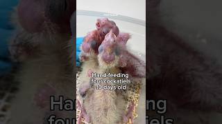 Hand feeding baby cockatiels 10 days old with formula birds [upl. by Thomasine]