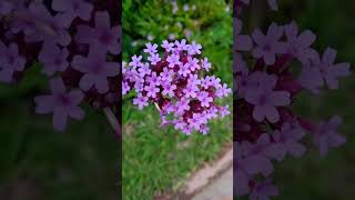 Verbena Bonariensis flowers nature flores jardin [upl. by Corel]