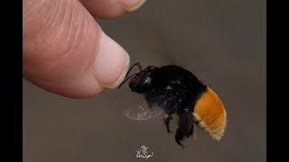 Male orchid bee collecting insect repellent [upl. by Ause]