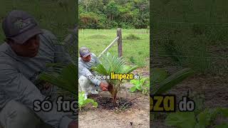 Dicas importantes roça coqueiro plantas [upl. by Ettevahs530]