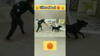 😉 Sibbu ki ball 🏀 hai 😉 labrador cutedog youtubeshorts [upl. by Xylon696]