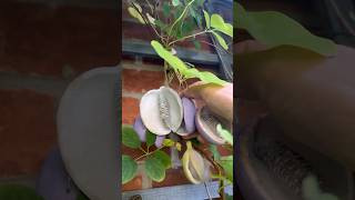 Let’s harvest this strange looking fruit Akebia Quinata [upl. by Magree]