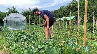 Coltivare le zucchine con successo primo raccolto 4kg [upl. by Monte781]