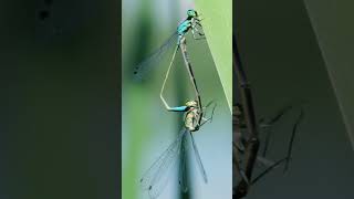 Dragonflies together 💖🌺 nature wildlife photographymacroinsects [upl. by Mingche]