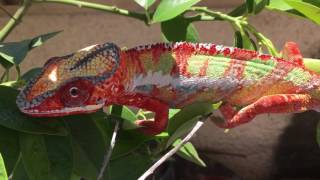 AMAZING Chameleon Color Change [upl. by Enelrahs]