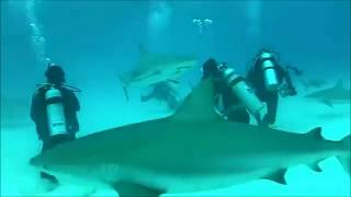 Shark Attack Scuba Diver Caught on video [upl. by Arreic]