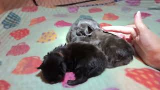 2 week old Maine Coon Kittens Helga’s babies [upl. by Rebeka]