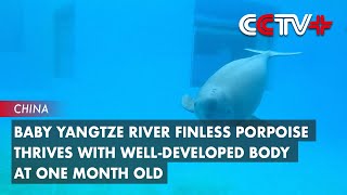 Baby Yangtze River Finless Porpoise Thrives with WellDeveloped Body at One Month Old [upl. by Ahseuqram373]