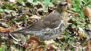 Fieldfare in late autumn  Wacholderdrossel im Spätherbst  Cocoșar la sfârșitul toamnei [upl. by Yrailih]