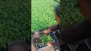 Beautiful Pepper Seedlings satisfying farming [upl. by Acnayb402]