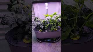 Weekly Reminder Check On Your Plants Aerogarden Plants need water They are so thirsty [upl. by Milli800]