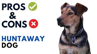 Huntaway Dog Pros and Cons  Huntaway Dog Advantages and Disadvantages [upl. by Coward768]