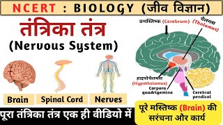 तंत्रिका तंत्र  Nervous system in hindi  human brain structure and function  Biology Study vines [upl. by Laeira673]