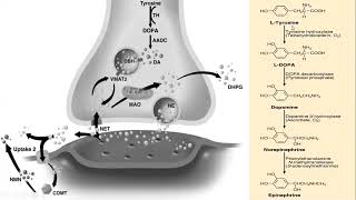 Endocrinology Lecture Series Adrenal Medulla and the Role of Catecholamines [upl. by Rhett]