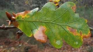 ROBLE Quercus robur wwwriomoroscom [upl. by Wernick233]