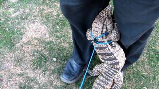 Tegu Attention Tegu returns to owner for comfort pt 2 HD [upl. by Aven]