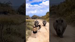 rhinoceros 🦏 attack lion 🦁youtubeshortsytshorts animalattitudeanimals shortvideotrendingshorts [upl. by Furie562]