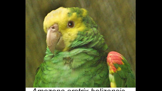 Amazon parrot species [upl. by Ji]