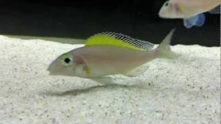 Xenotilapia spilopterus Mabilibili breeding group  PISCES [upl. by Hey]