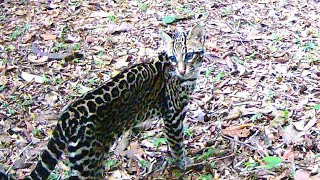 Ocelotes Leopardus pardalis [upl. by Atinwahs]