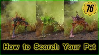 FALLOUT 76 Tame Scorched Pet Guide [upl. by Dix415]