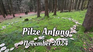 Pilze Anfang November 2024 [upl. by Jordanson338]