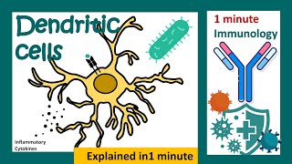 Dendritic cells  Antigen presenting cells  innate immunity  immunology in 1 minute [upl. by Abelard96]