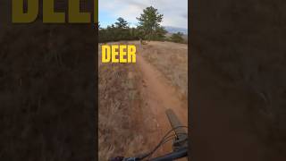 Almost hit a deer bike deer mtb downhill colorado [upl. by Ahseital696]