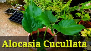 How to Grow Alocasia Cucullata a Rare plant अलोकेसिया को कैसे उगाए [upl. by Heater]