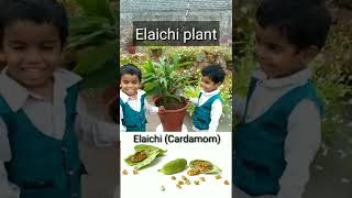 Elaichi plant Cardmom plant grow at home [upl. by Bohlin]