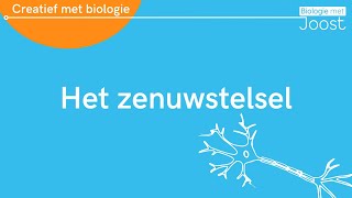 Het zenuwstelsel  Creatief met Biologie [upl. by Amsaj]