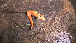 The Australian flatworm Australoplana sanguinea [upl. by Schlessinger]