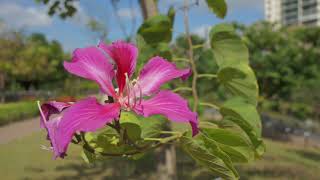 【賞花101】洋紫荊／【Appreciation of Flowers 101】Bauhinia x blakeana [upl. by Norvall772]