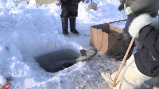 Polar Hunters on Greenland are becoming Fishermen [upl. by Oirretno497]