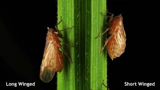 Brown Planthopper BPH in Paddy Cultivation [upl. by Oisacin]