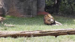 Copy of Little Lion Cubs at NC Zoo with quotMom and Dadquot September 2014 [upl. by Ebeohp]