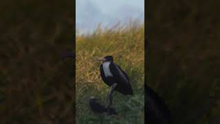 Ewa frigate bird watches over the desolate island hawaii nature wildlife wildlifephotography [upl. by Wilhelmina]