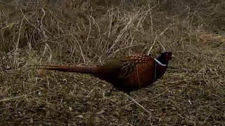 Pheasants tits thrushes greenfinches foxes in early spring [upl. by Shem226]