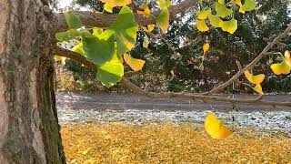 Sound of leaves falling  The Ginkgo tree [upl. by Pedersen172]