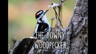 Winter Spotlight  The Downy Woodpecker [upl. by Neelhsa710]