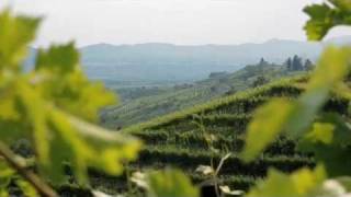 La fioritura dei vigneti Mionetto Prosecco [upl. by Elo22]