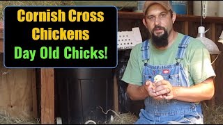 Raising Cornish Cross Chickens For Meat Day Old Chicks Setting Up the Brooder [upl. by Willard]