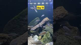 Day11 aqarium fishtank fishaquarium aquascape cichlid babyanimals arowanalovers [upl. by Dahle657]