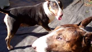 Training English Bull Terriers Introduction see behaviour when enough is enough [upl. by Nortal147]