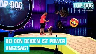 Comeback bei Stephan und Juna Der 4 Platz von 2021 ist zurück  Top Dog Germany 2022 [upl. by Lorry]